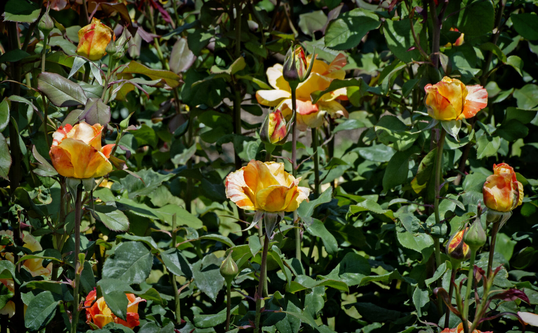 Hershey Gardens roses